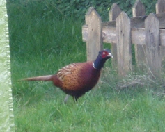 pheasant
